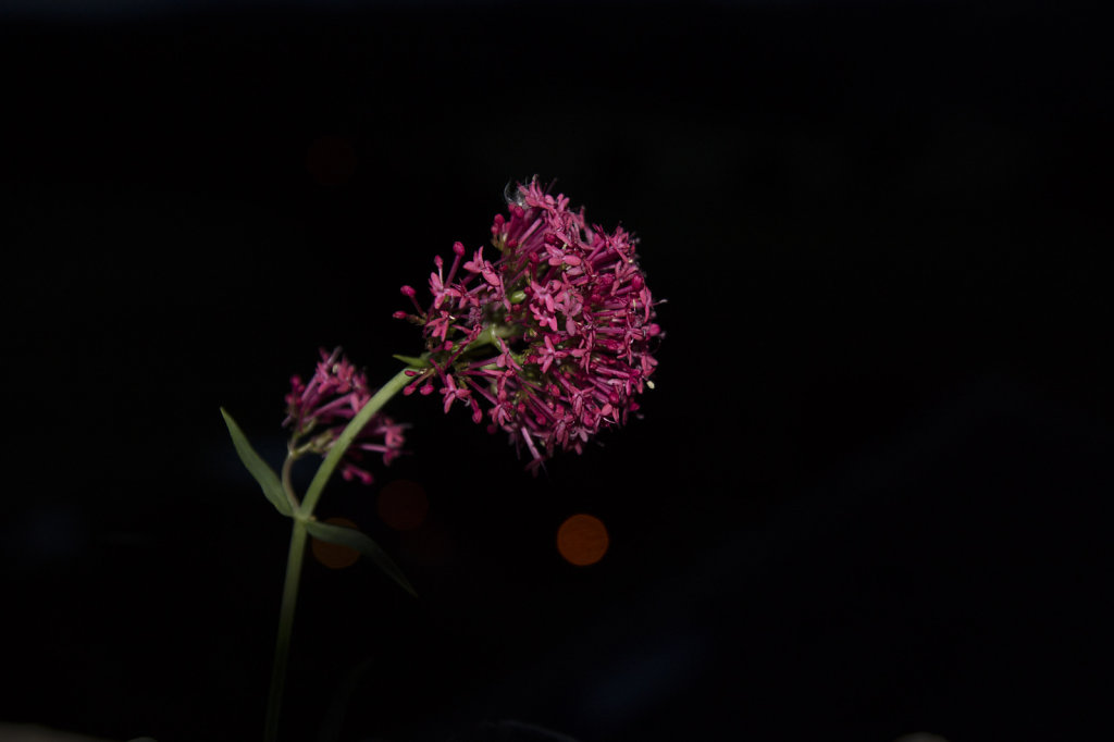 DSC5034.jpg