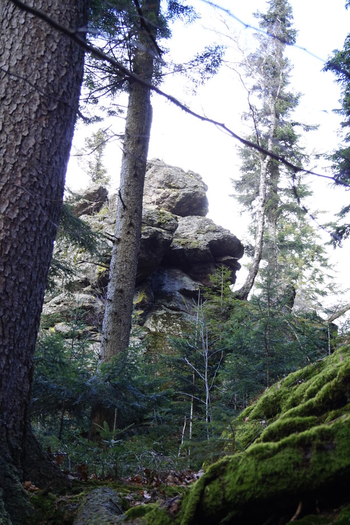  magical forest