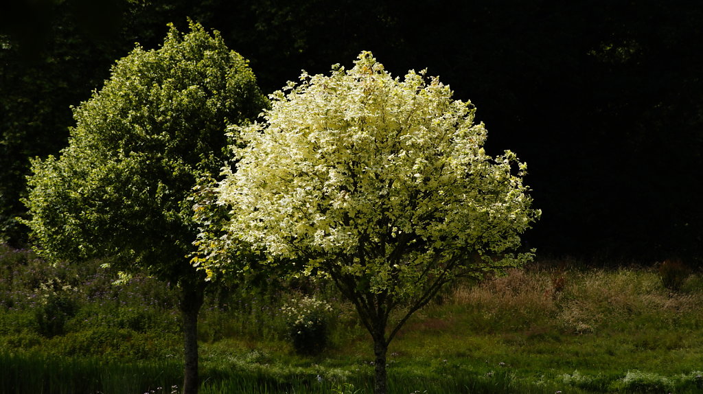 DSC8298.JPG