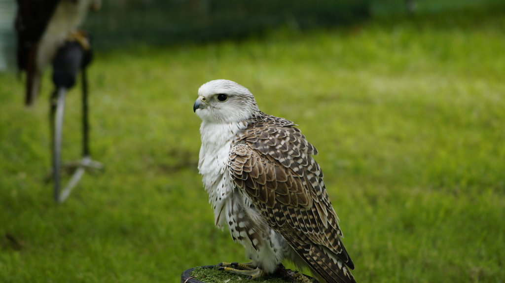 DSC8708.JPG
