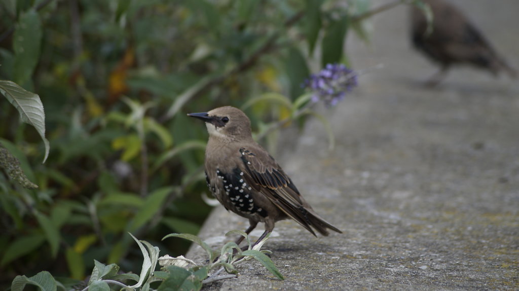 DSC9532.JPG