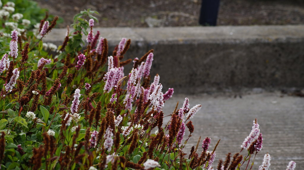 DSC9691.JPG