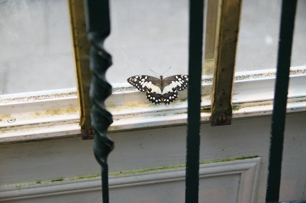 DSC6163.JPG