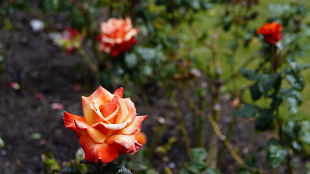 DSC6659.JPG